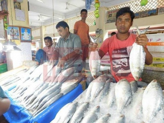Tripura ready to feast on Hilsa on Jamai Shasthi amidst sky-rocketing price with 1400/- per kilo Tripura ready to feast on Hilsa on Jamai Shasthi amidst sky-rocketing price with 1400/- per kilo